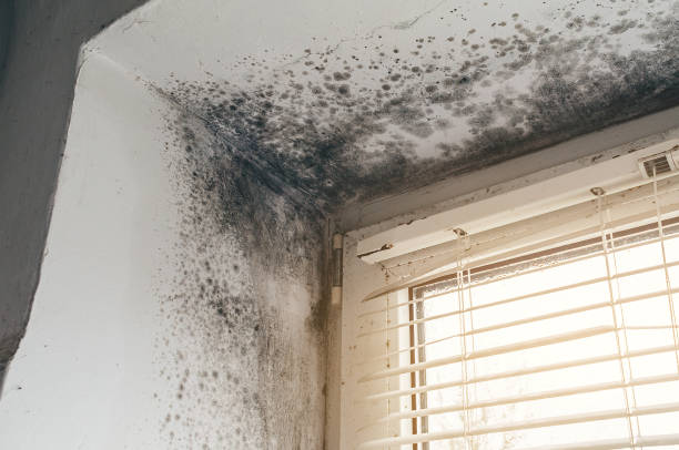 Affordable Commercial Mold Remediation solutions in Pottstown, PA